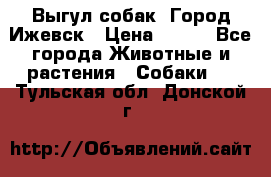 Выгул собак. Город Ижевск › Цена ­ 150 - Все города Животные и растения » Собаки   . Тульская обл.,Донской г.